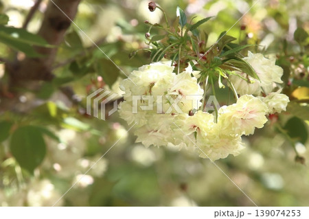 園里黄桜 緑色の花をつける桜 ソノサトキザクラ 園里黄桜 緑色の花をつける桜 ソノサトキザクラ 139074253