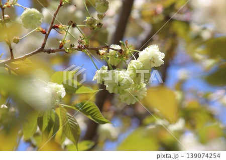 園里黄桜　緑色の花をつける桜　ソノサトキザクラ 139074254