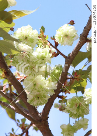 園里黄桜 緑色の花をつける桜 ソノサトキザクラ 園里黄桜 緑色の花をつける桜 ソノサトキザクラ 139074259