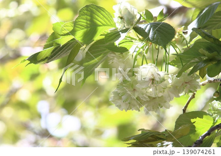 園里黄桜 緑色の花をつける桜 ソノサトキザクラ 園里黄桜 緑色の花をつける桜 ソノサトキザクラ 139074261