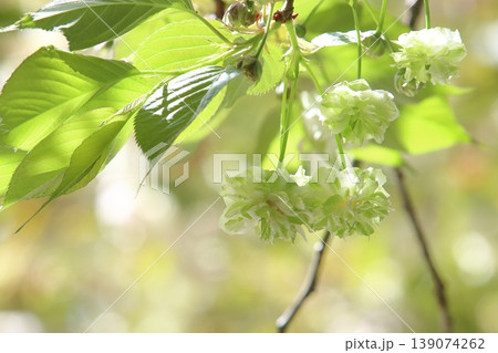 園里黄桜　緑色の花をつける桜　ソノサトキザクラ 139074262
