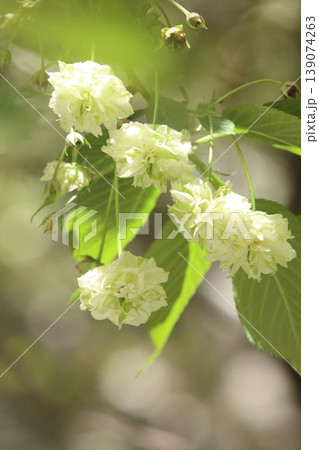 園里黄桜 緑色の花をつける桜 ソノサトキザクラ 園里黄桜 緑色の花をつける桜 ソノサトキザクラ 139074263