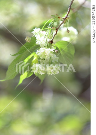 園里黄桜　緑色の花をつける桜　ソノサトキザクラ 139074268
