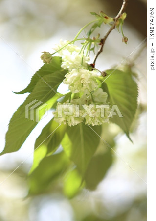 園里黄桜　緑色の花をつける桜　ソノサトキザクラ 139074269