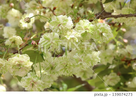 園里黄桜　緑色の花をつける桜　ソノサトキザクラ 139074273