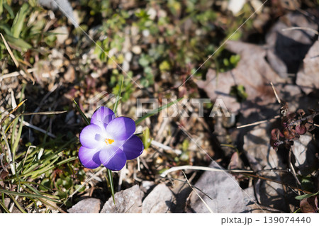 春の訪れを告げる陽光に照らされた可憐な一輪の紫の花 139074440