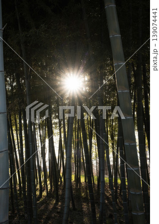 逆光に映える竹林のシルエットとドラマチックな光の輝き 139074441