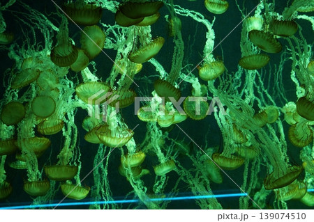 幻想的な光に浮かぶクラゲの群れ 水族館の癒やしの空間 139074510