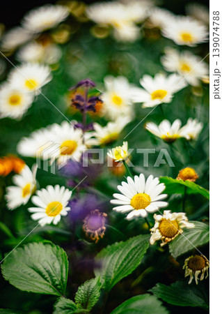 台湾 台北 台北市 139074788