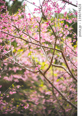 台湾 台北 台北市 139074828