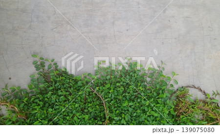 Green creeping plants growing near a concrete wall, highlighting the contrast between nature and decay Green creeping plants growing near a concrete wall, highlighting the contrast between nature and decay 139075080
