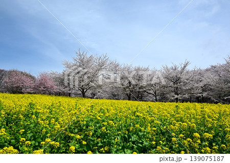 満開の赤城南面千本桜 群馬 満開の赤城南面千本桜 群馬 139075187