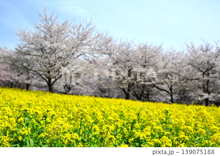 満開の赤城南面千本桜 群馬 満開の赤城南面千本桜 群馬 139075188