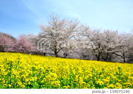 満開の赤城南面千本桜 群馬 満開の赤城南面千本桜 群馬 139075190