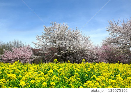満開の赤城南面千本桜 群馬 満開の赤城南面千本桜 群馬 139075192