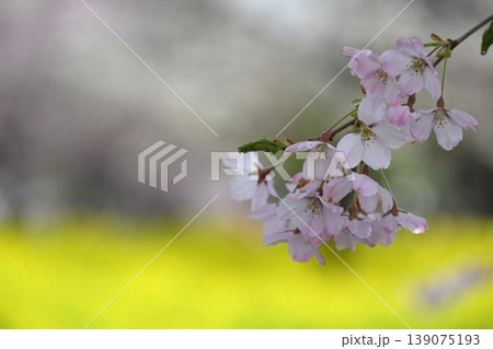 満開の赤城南面千本桜 群馬 満開の赤城南面千本桜 群馬 139075193