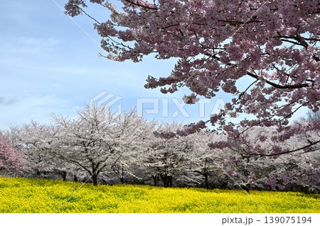 満開の赤城南面千本桜 群馬 満開の赤城南面千本桜 群馬 139075194