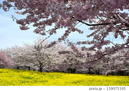 満開の赤城南面千本桜 群馬 満開の赤城南面千本桜 群馬 139075195