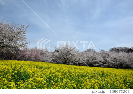 満開の赤城南面千本桜 群馬 満開の赤城南面千本桜 群馬 139075202