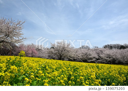 満開の赤城南面千本桜　群馬 139075203