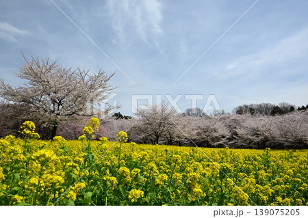 満開の赤城南面千本桜 群馬 満開の赤城南面千本桜 群馬 139075205