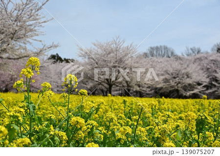 満開の赤城南面千本桜 群馬 満開の赤城南面千本桜 群馬 139075207