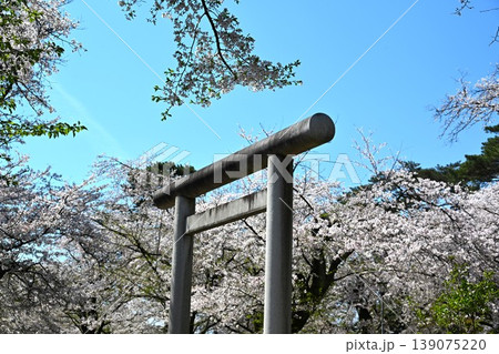 桜満開の埼玉縣護国神社鳥居 埼玉 桜満開の埼玉縣護国神社鳥居 埼玉 139075220