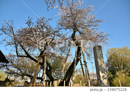 東光寺の石戸蒲ザクラ 埼玉 東光寺の石戸蒲ザクラ 埼玉 139075226