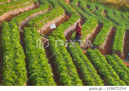 Woman standing in a lush green strawberry field on a sunny day 139075254