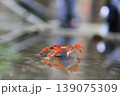 水たまりに映る紅葉の葉　雨上がりの秋の情景 139075309