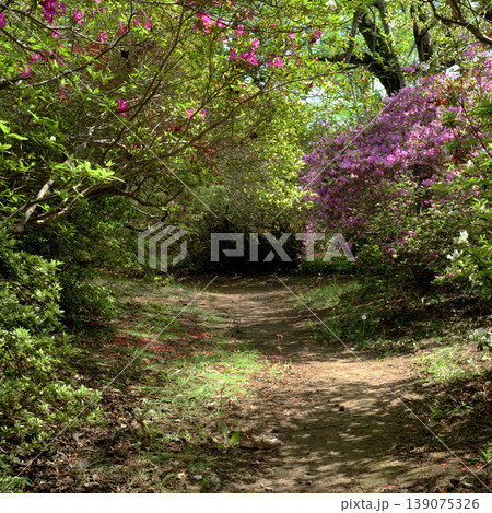 草木の中にできた小さな通り道と自然の風景 草木の中にできた小さな通り道と自然の風景 139075326