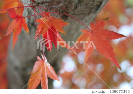 紅葉したモミジ 139075399