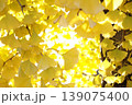 黄色く色づいたイチョウの葉 139075400