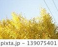 黄色く色づいたイチョウの木 139075401