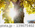 紅葉したイチョウ 139075402