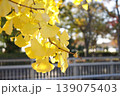 黄葉したイチョウ 139075403