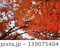 秋の紅葉、真っ赤なモミジ、秋、季節を感じる紅葉 139075404