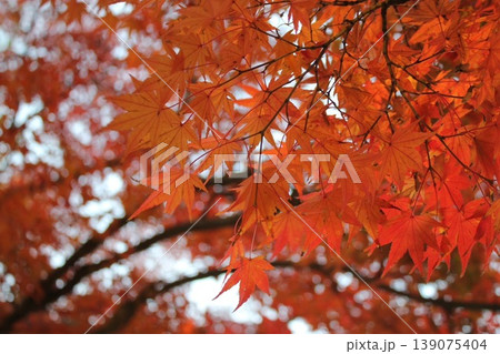 秋の紅葉、真っ赤なモミジ、秋、季節を感じる紅葉 秋の紅葉、真っ赤なモミジ、秋、季節を感じる紅葉 139075404