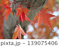 紅葉したモミジ 139075406