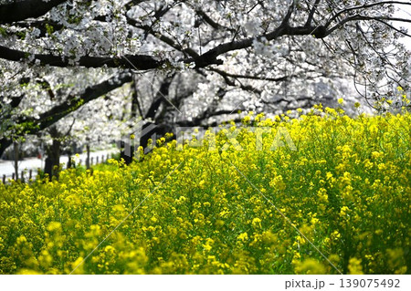桜満開の熊谷桜堤　埼玉 139075492