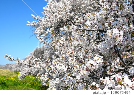 桜満開の熊谷桜堤 埼玉 桜満開の熊谷桜堤 埼玉 139075494