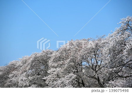 桜満開の熊谷桜堤 埼玉 桜満開の熊谷桜堤 埼玉 139075498