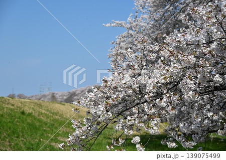 桜満開の熊谷桜堤　埼玉 139075499