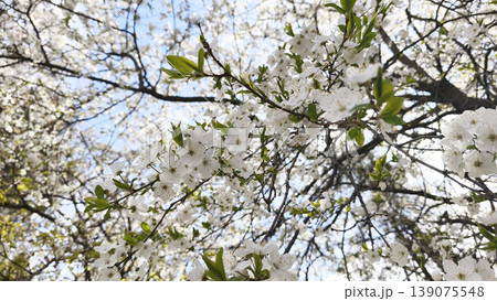 Blooming cherry tree branches with delicate white flowers and fresh green leaves, Garden tree detail, seasonal flowering, ornamental planting and outdoor botanical texture Blooming cherry tree branches with delicate white flowers and fresh green leaves, Garden tree detail, seasonal flowering, ornamental planting and outdoor botanical texture 139075548