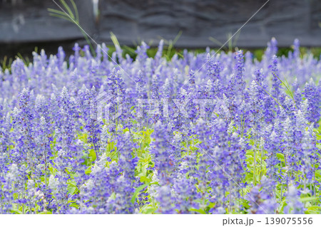 満開のブルーサルビアが広がる夏の爽やかな花畑 139075556