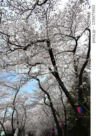 満開の赤城南面千本桜 群馬 満開の赤城南面千本桜 群馬 139075602