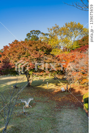 浜松市の鳥羽山公園の紅葉の風景(静岡県) 浜松市の鳥羽山公園の紅葉の風景(静岡県) 139075659
