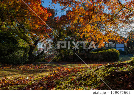 浜松市の鳥羽山公園の紅葉の風景(静岡県) 浜松市の鳥羽山公園の紅葉の風景(静岡県) 139075662