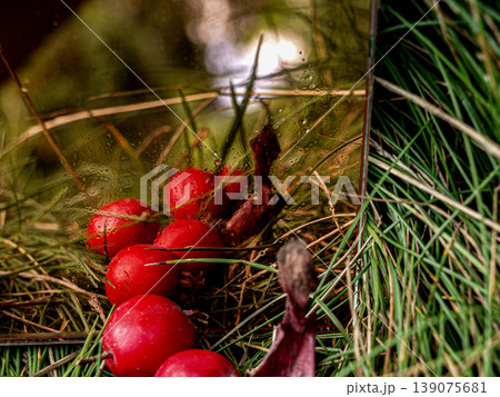 Minimalist Still Life: Hawthorn Berries and Fine Herbs on Copper-Tinted Mirror Surface with Water Drops, Frameless Geometric Composition Minimalist Still Life: Hawthorn Berries and Fine Herbs on Copper-Tinted Mirror Surface with Water Drops, Frameless Geometric Composition 139075681