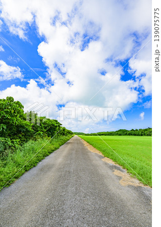 青空と緑の一本道が爽やかに続く石垣島の風景 139075775